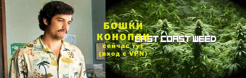 Конопля SATIVA & INDICA  Тосно 